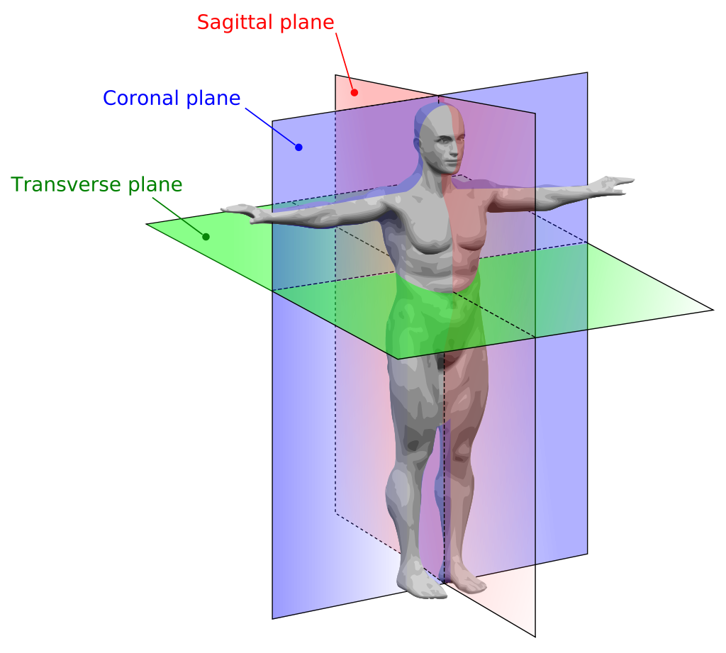 Planes of human anatomy