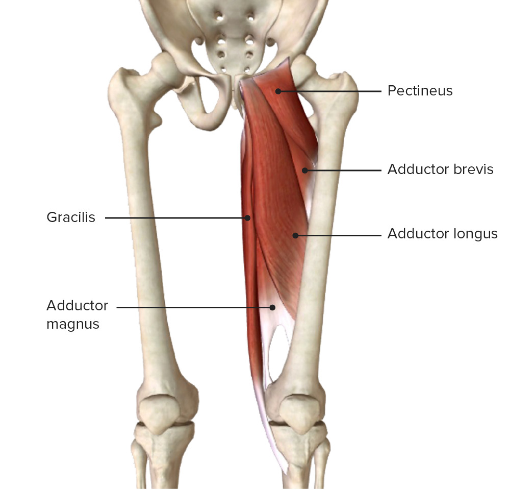 Muscles of the medial thigh